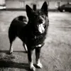 dogyyyyy168