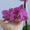 nay06616