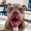 zarinha.bully