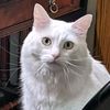 wiggles.and.whiskers1
