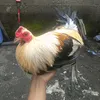 texas_yard