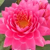 phanthuong945