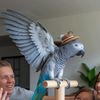 parrotlife01