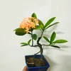 anh.anh5391