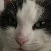 calico_gun