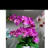 orkid256