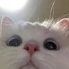 melon_268