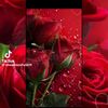 laith75293