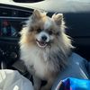 meeko_the_pomeranian
