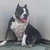 bully_s.co