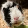 caramelltheguineapig