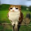 meowl1588