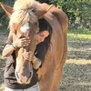 Goldenheart _horserescue
