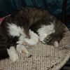 therian_on_paws133