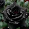 blackrose_0785