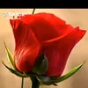 daiane.gonalves.l