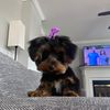quinn_griffin6
