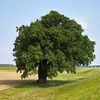 UN ARBOL🌳