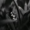 lilyofthevalley5_