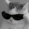 jaymeow4