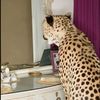 Noni🐆