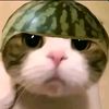 raffjr28