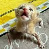 Pets-funny183