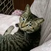 uchinotanukiii