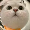 thuhuongg_5.8.208