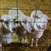 8thdaysheepfarm