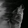 wolf_9038