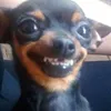 bazezri