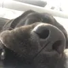 asleepydawg
