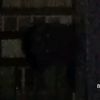 sppawn1