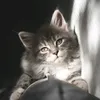 noor_2006jj