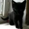 fenazepamz