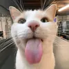 brandon_pinkflufflyunico