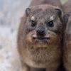 ihatehyraxes