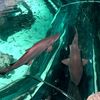leah_loves_sharks