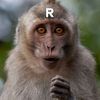 rambo_rroo