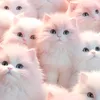 aliza.kirsten.qui