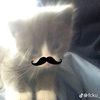 nazifa_177