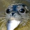 seal_0090