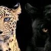 zahra.hadi42
