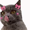 adoo.the.cat