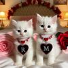 misbah.rizwan5