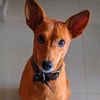 pension.canine.togo