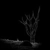 safi_2014789