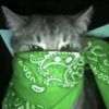 kiborg_cat