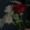 ayeshaqueen12345675